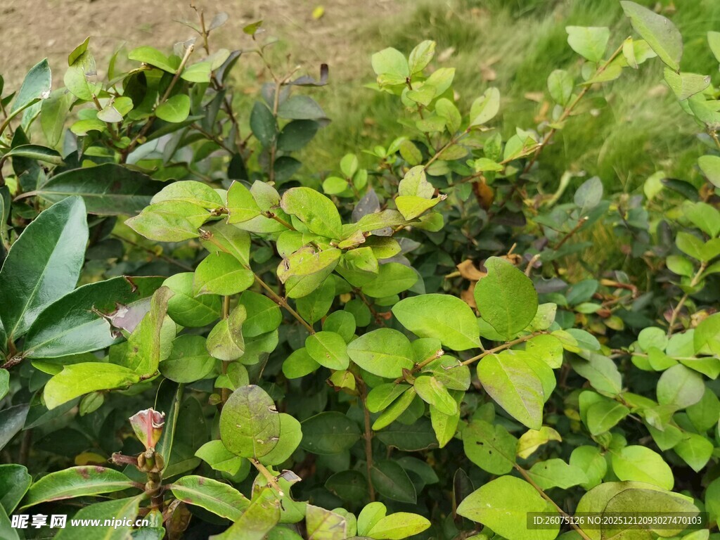 翠绿叶片植物特写