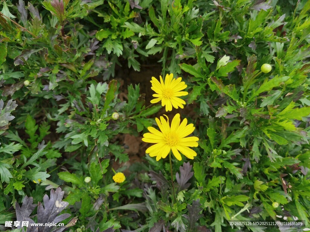 绿叶丛中的黄色小花