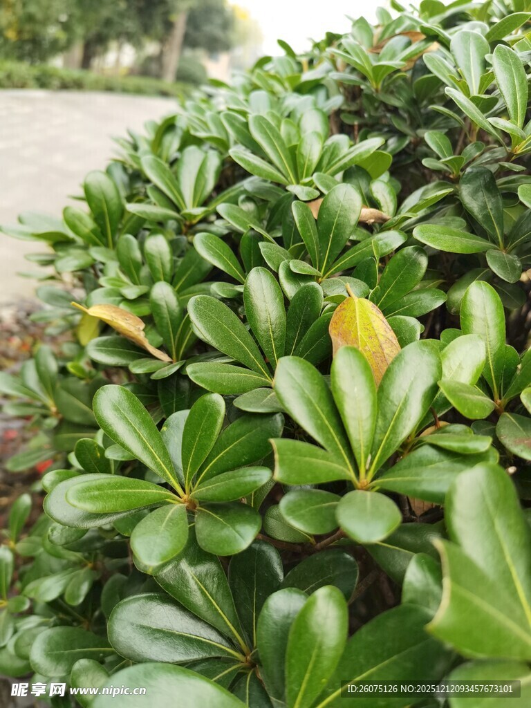 翠绿繁茂的灌木丛一角