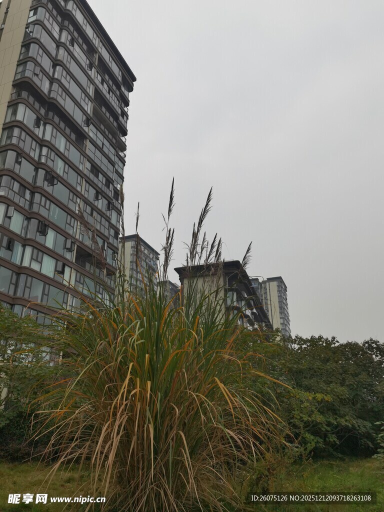 城市中高楼旁的绿植景观