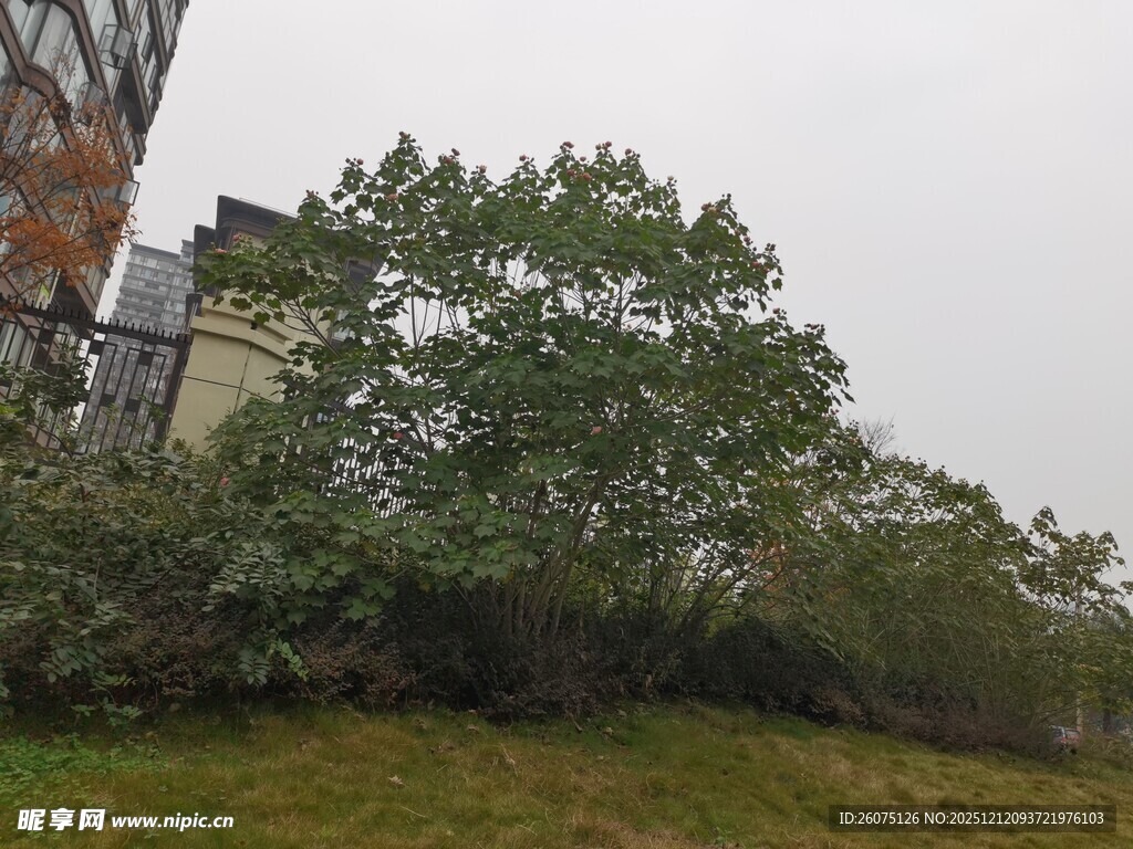 户外绿树与建筑景观