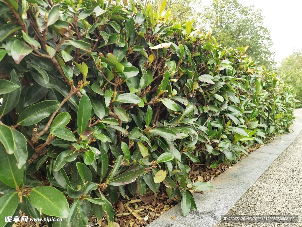 路边繁茂的绿植景观