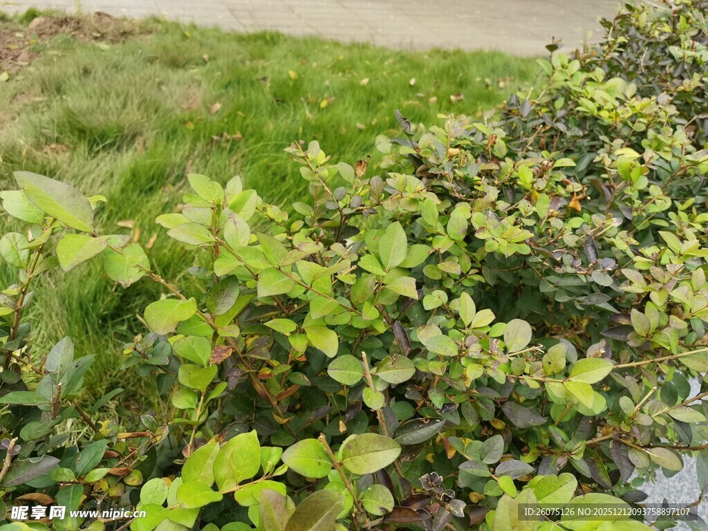 翠绿繁茂的低矮绿植景观