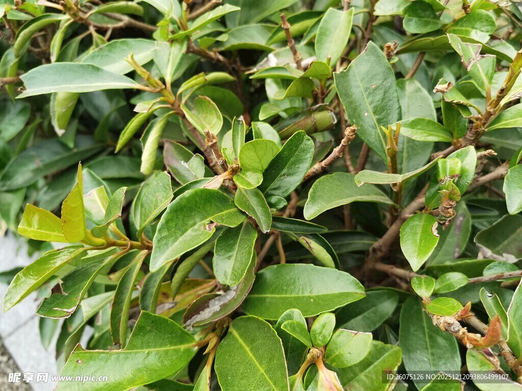 翠绿繁茂的植物叶片