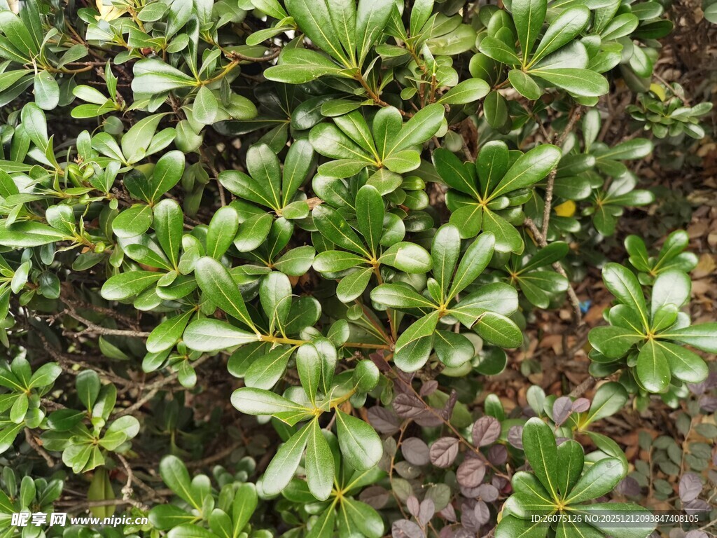 绿叶繁茂的植物景观