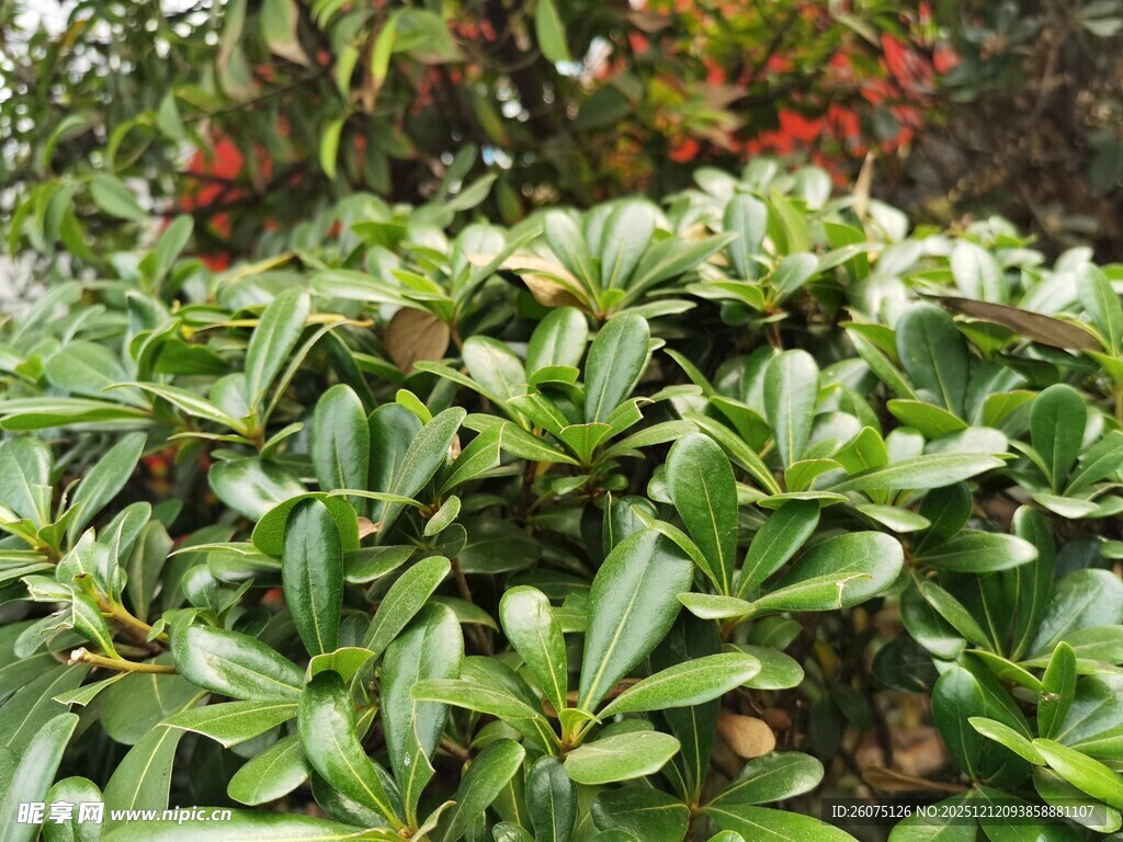 绿叶繁茂的灌木丛