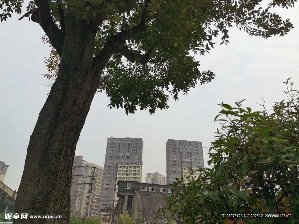 城市中大树与高楼景观