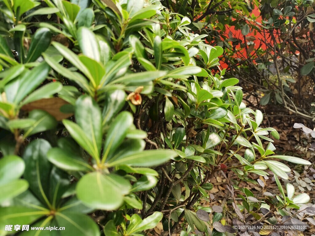 绿叶繁花的自然景致