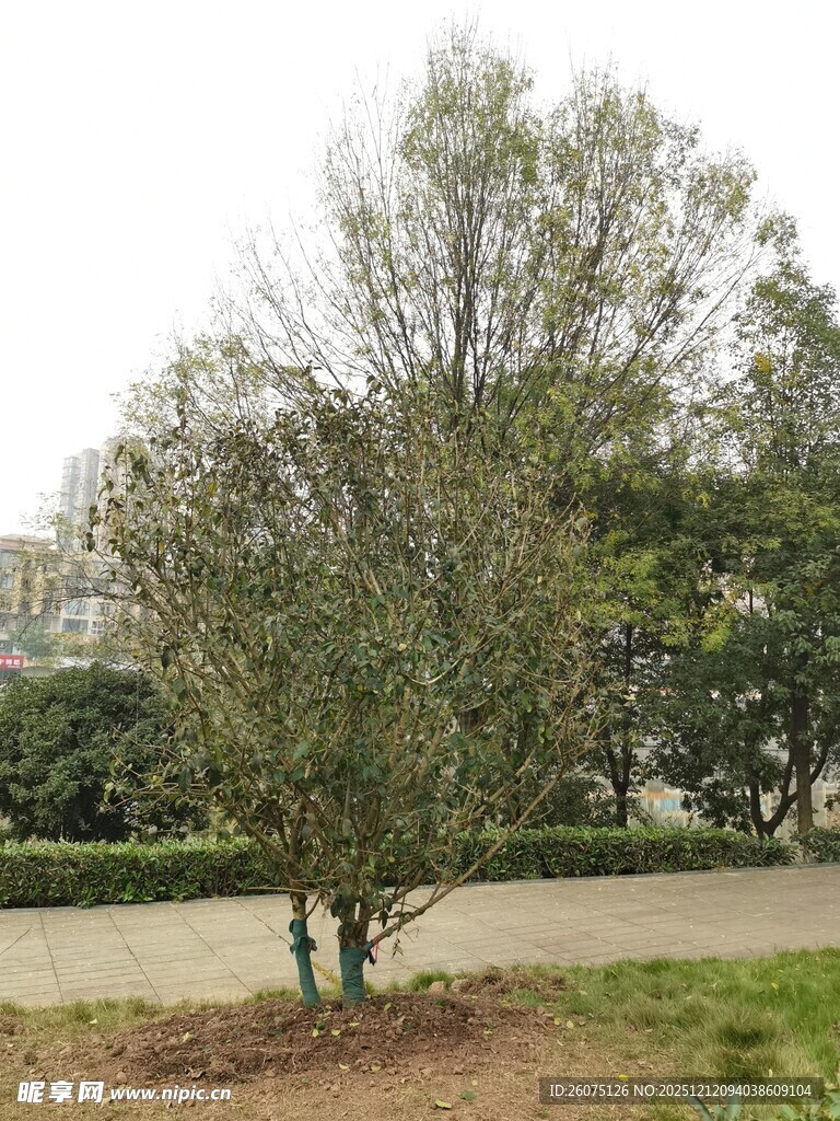 路边绿树清新自然景致