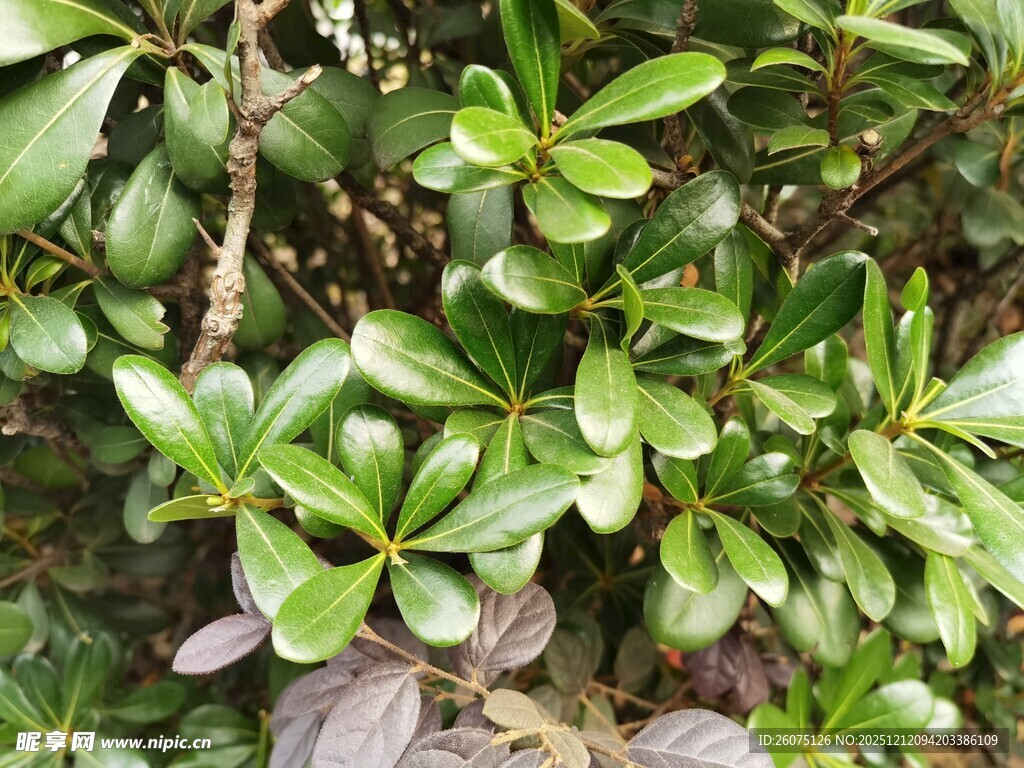 翠绿繁茂的丛生植物
