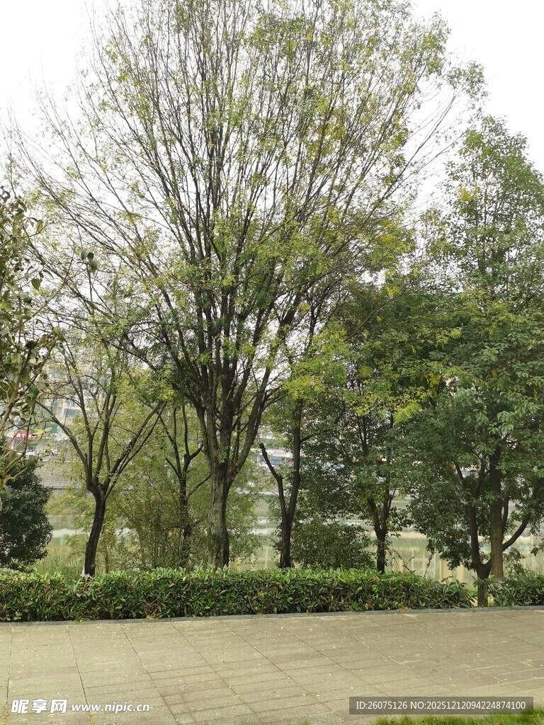 户外绿树环绕的开阔场地