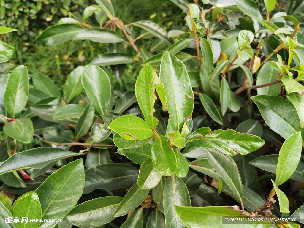 翠绿繁茂的植物叶片