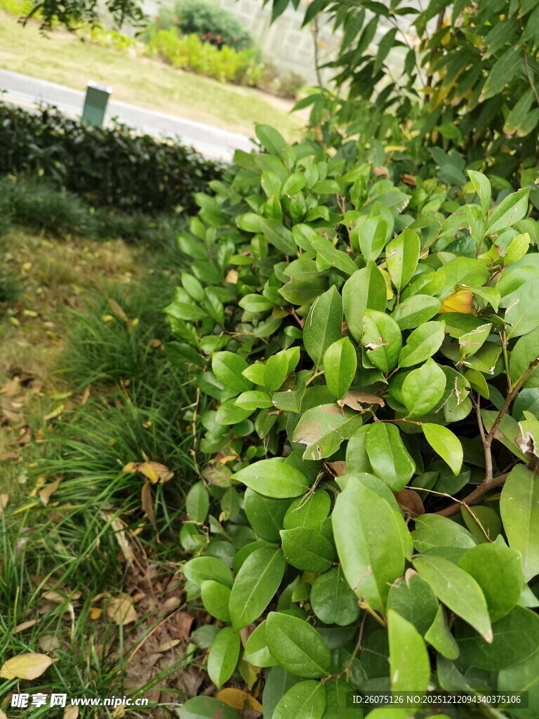 绿叶繁茂的户外植物景观