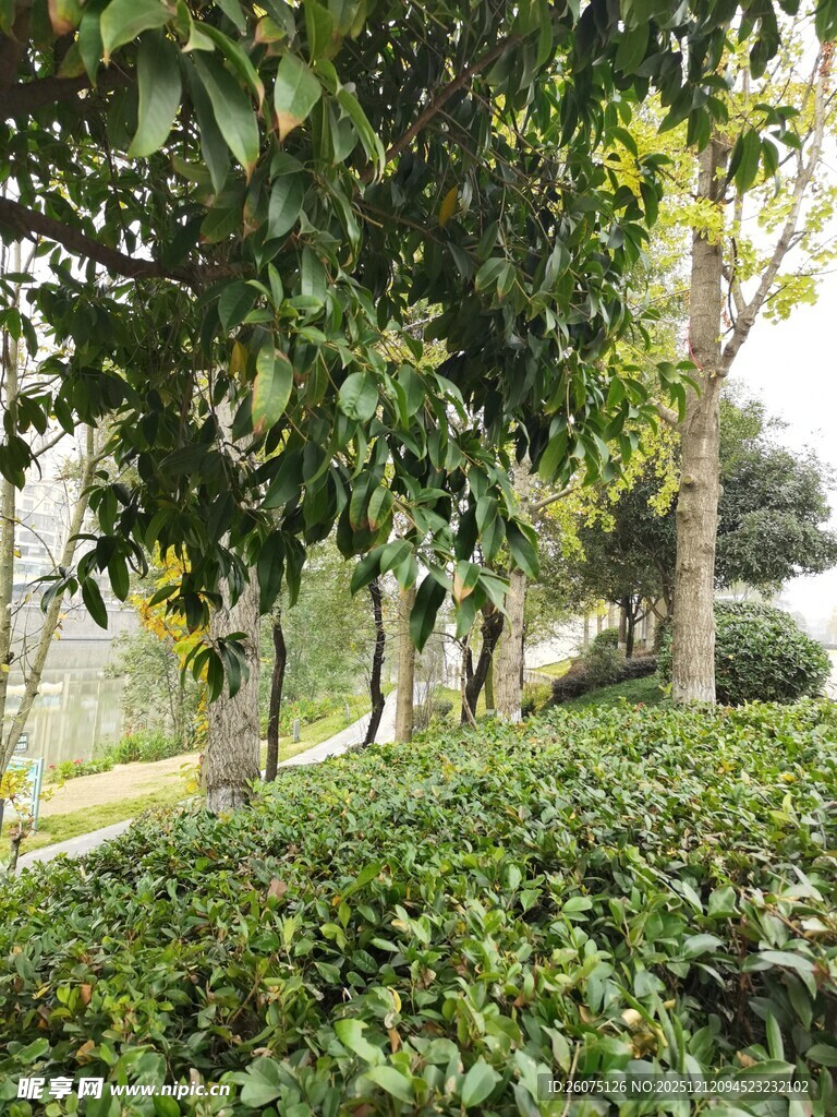 林间绿意盎然的清新景致