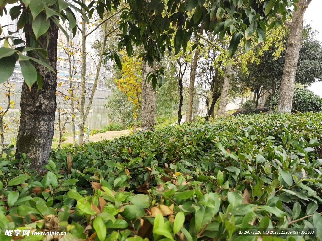 林间绿植景观