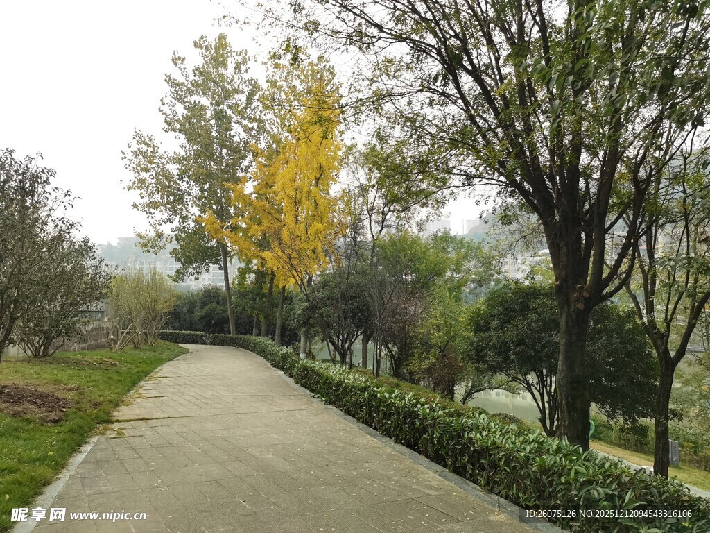 秋日林间幽静小道