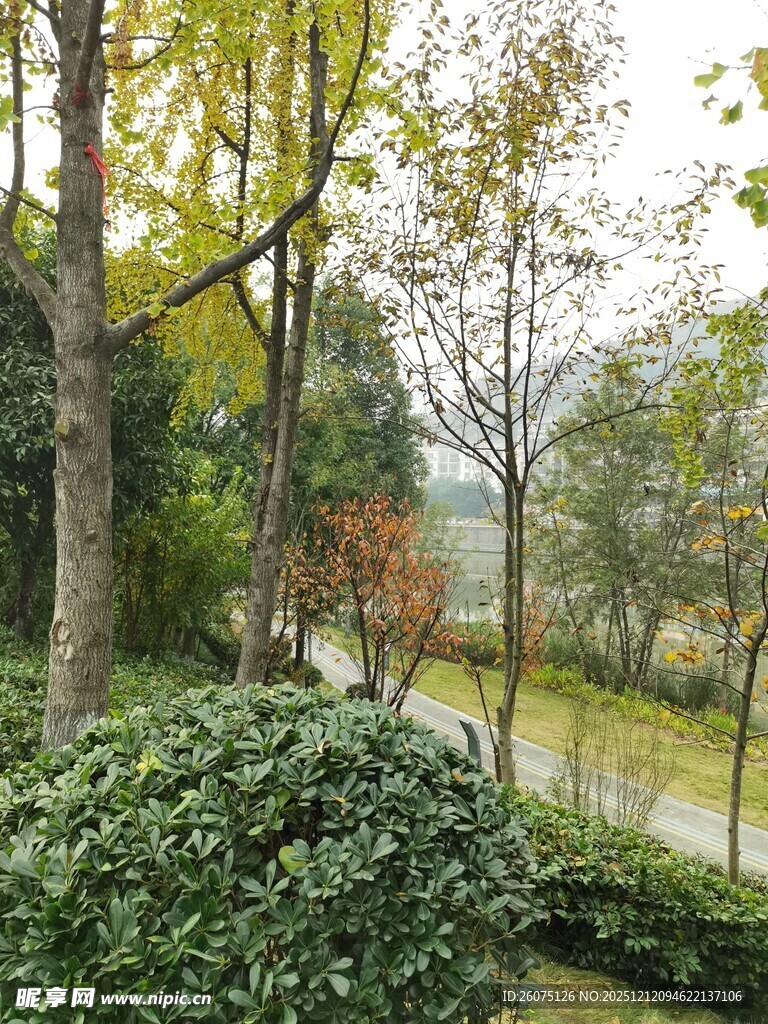 秋日林间静谧小道