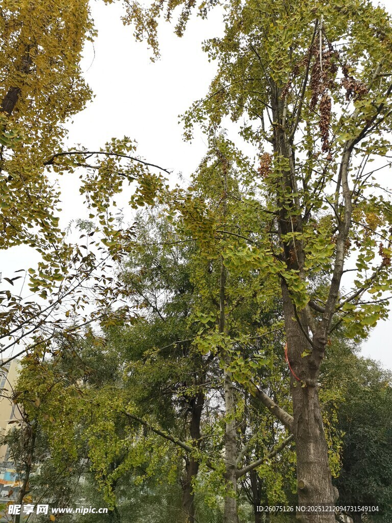 秋日树林中的繁茂绿树