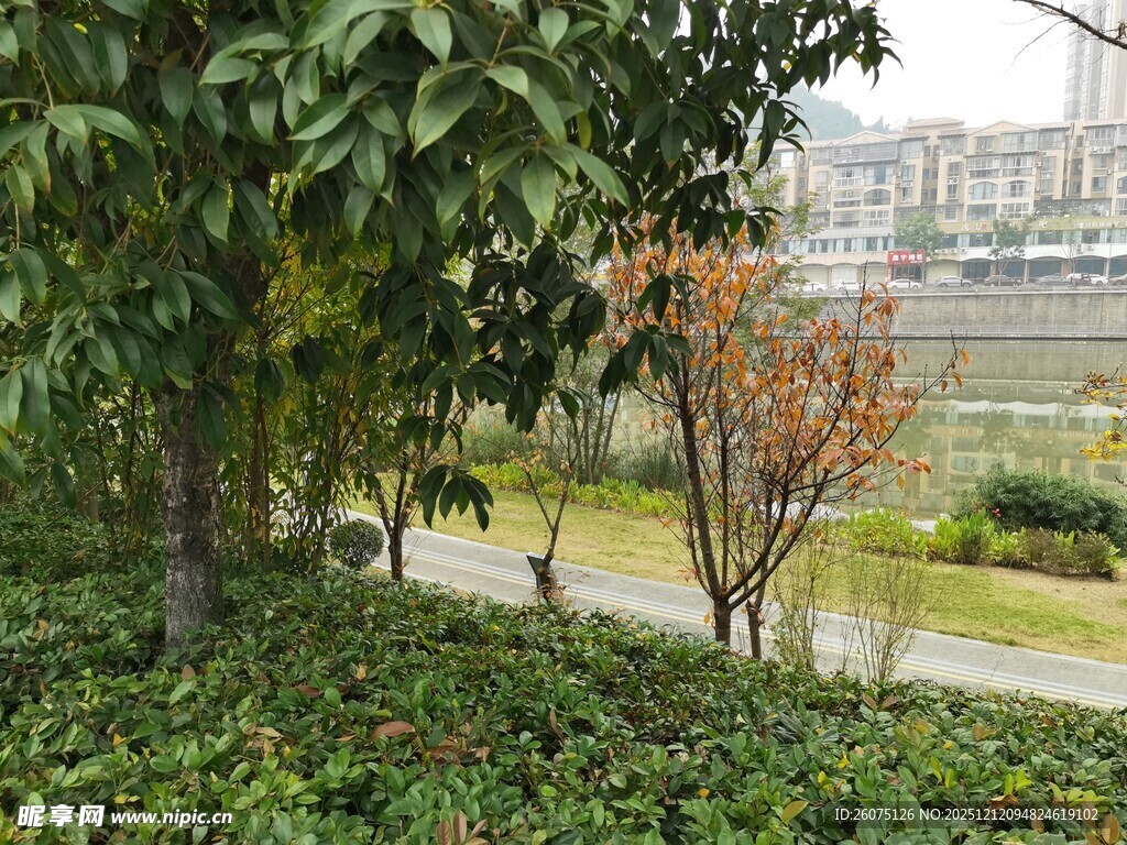 城市中的绿植与远处建筑