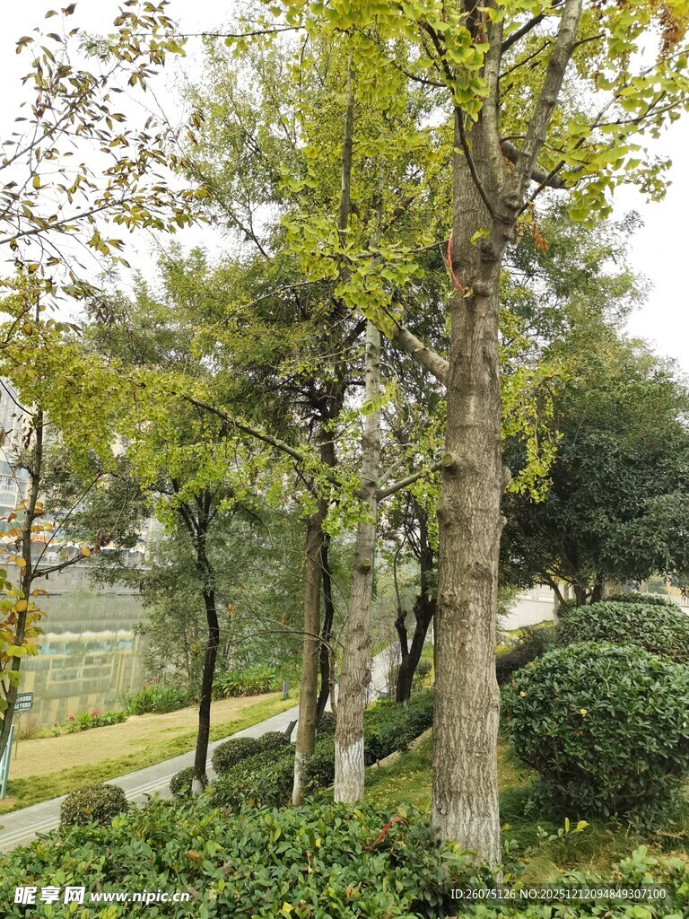 绿树成荫的园林景致