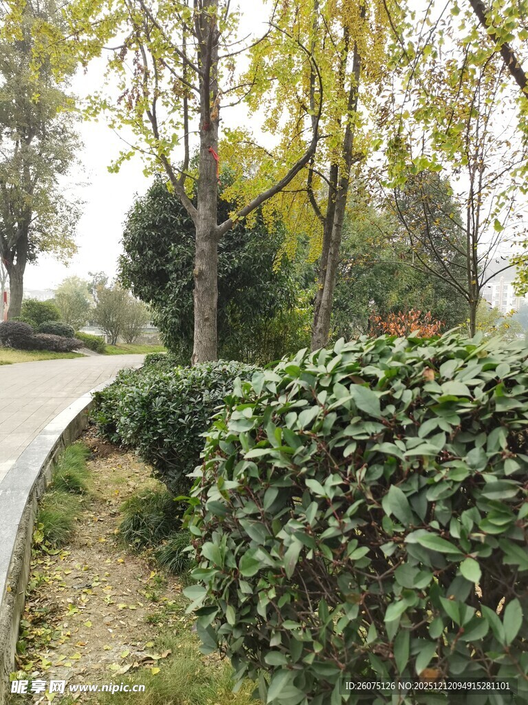 秋日路边绿植景观