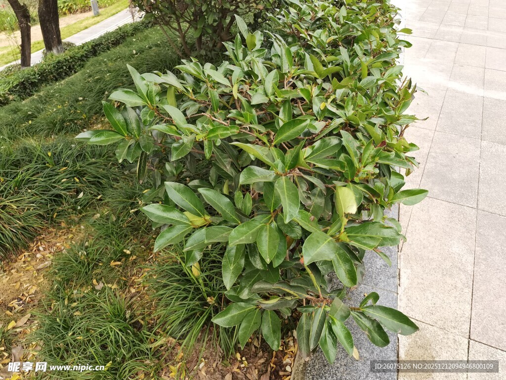 路边翠绿灌木丛景观