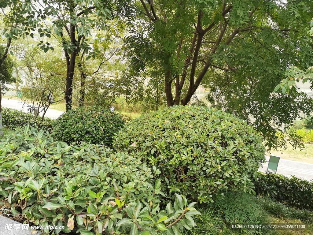 绿意盎然的园林景观