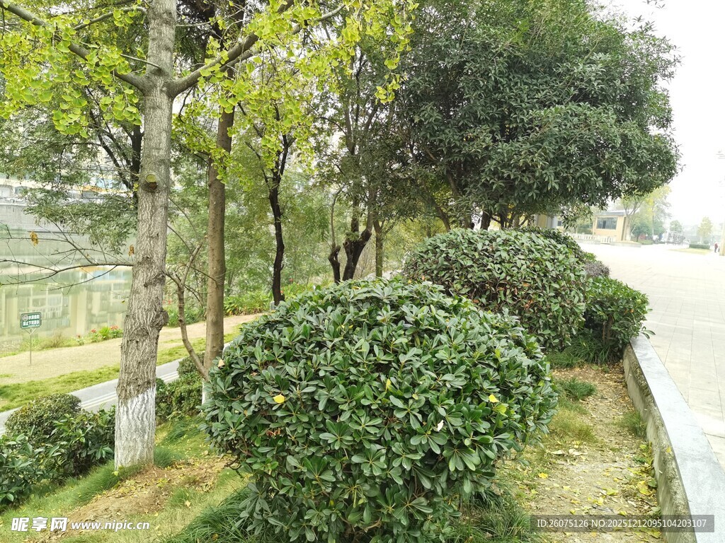 路边绿意盎然的绿植景观