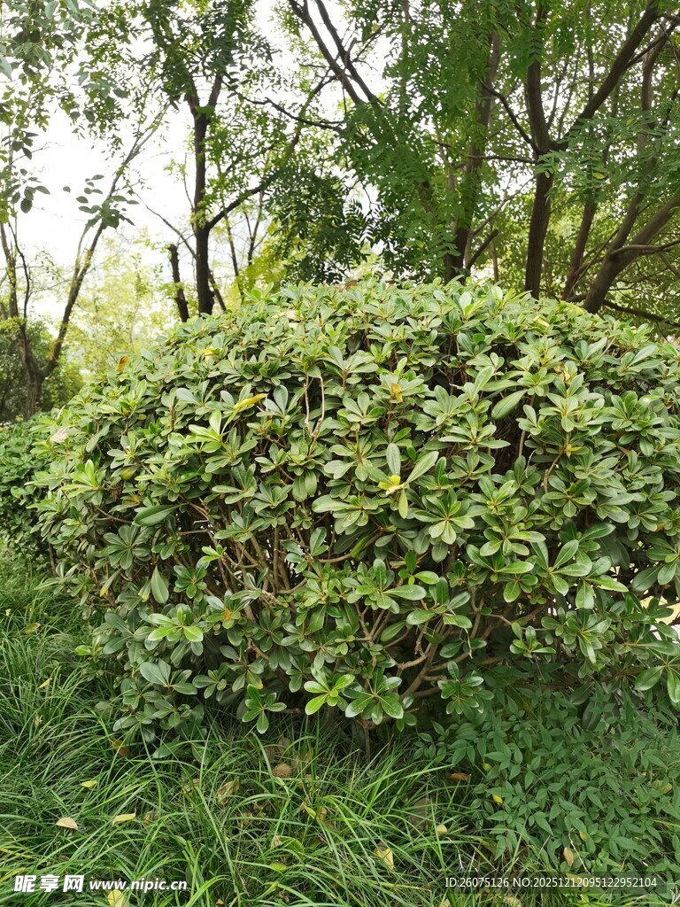 茂密绿植灌木丛景观