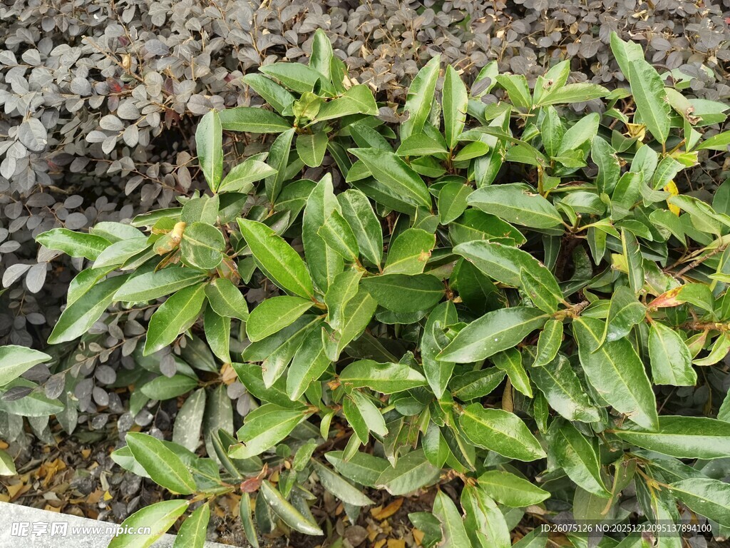 翠绿丛生植物特写