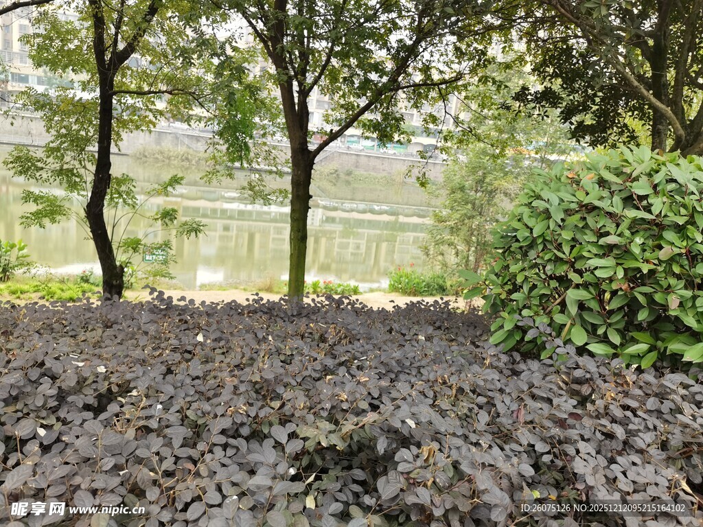 花园中覆盖着腐叶土的区域