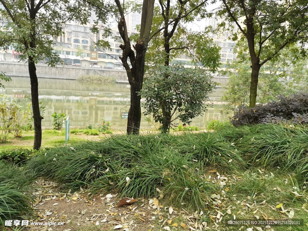 户外绿意盎然的自然景致