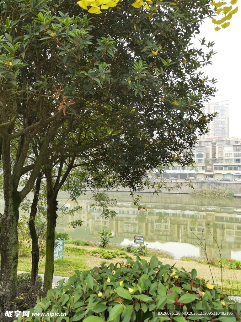 湖畔绿树成荫的自然景致