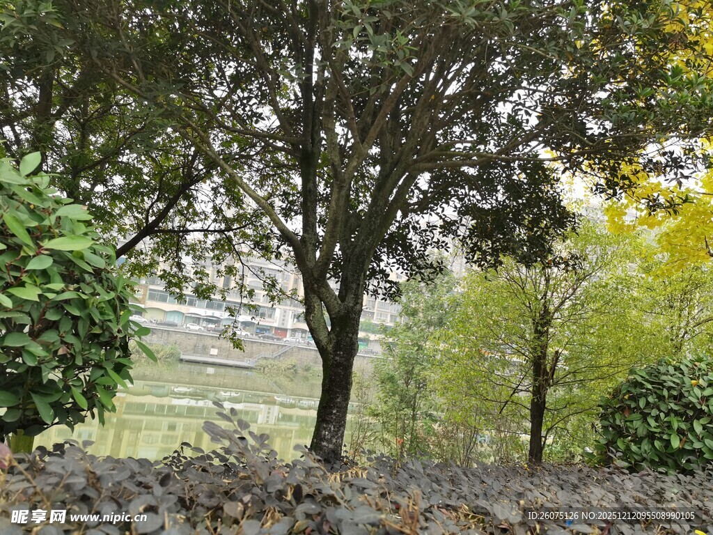 户外树木绿植景观