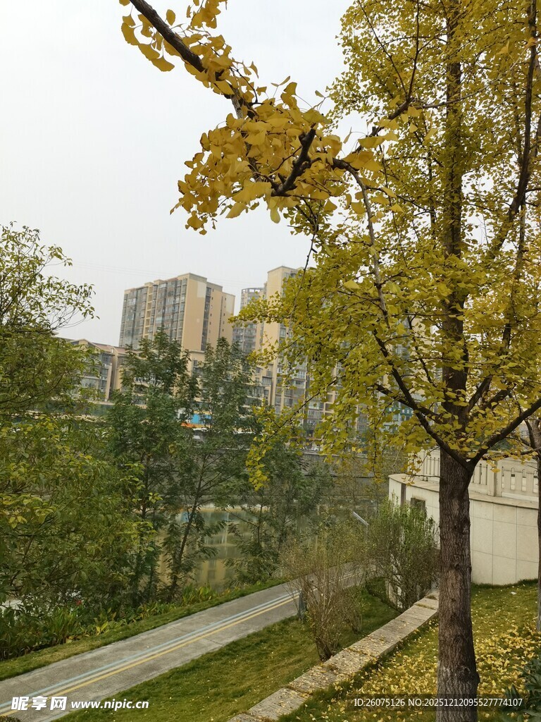 秋日公园树木景致