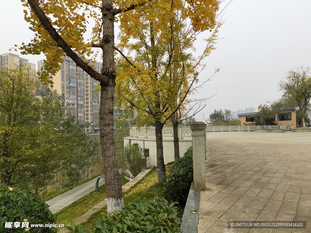 秋日河畔林荫小道景色