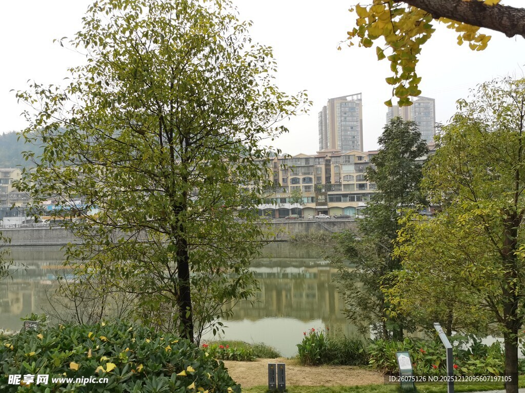 城市公园中的绿树景观