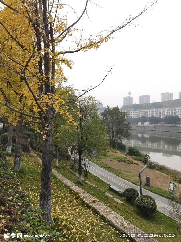 秋日河畔林荫道美景