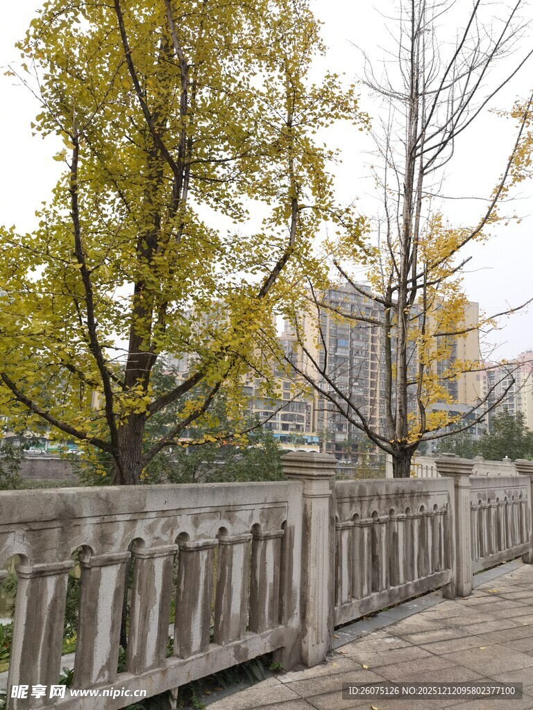 秋日木栏旁的葱郁树木