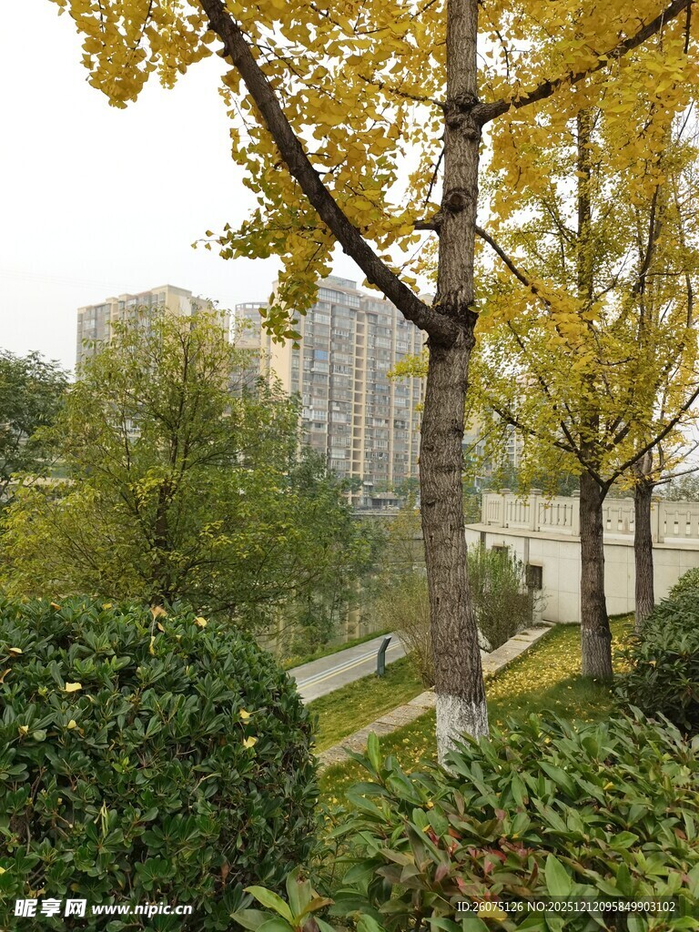 秋日街道旁的黄叶树木