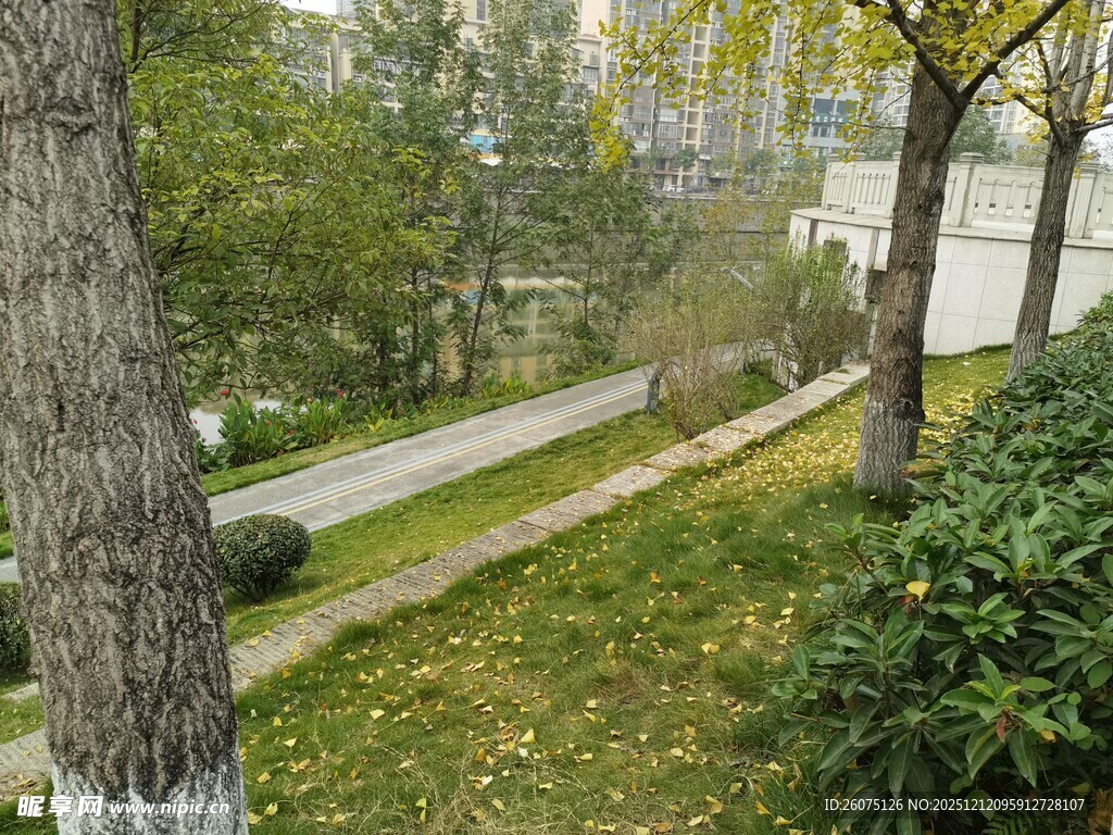 林间小径旁的绿植景观