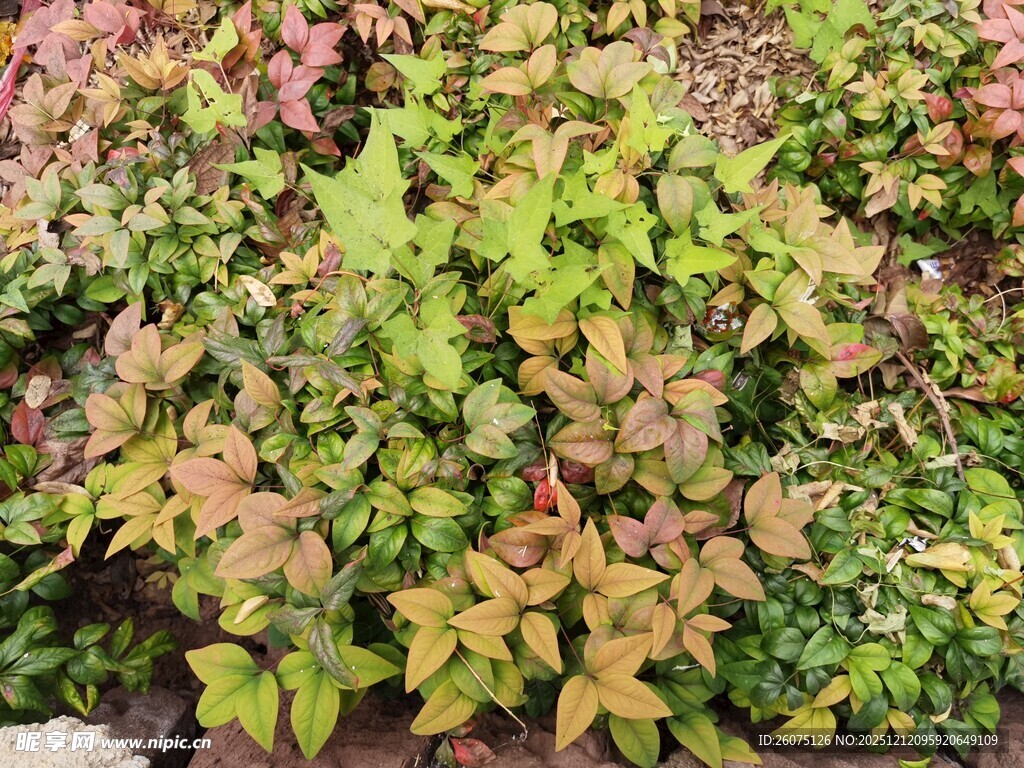 多彩斑斓的植物景观