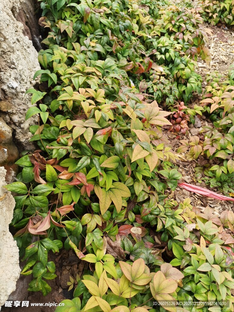 石墙上的多彩爬藤植物