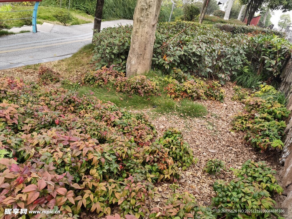 园林植物景观一角