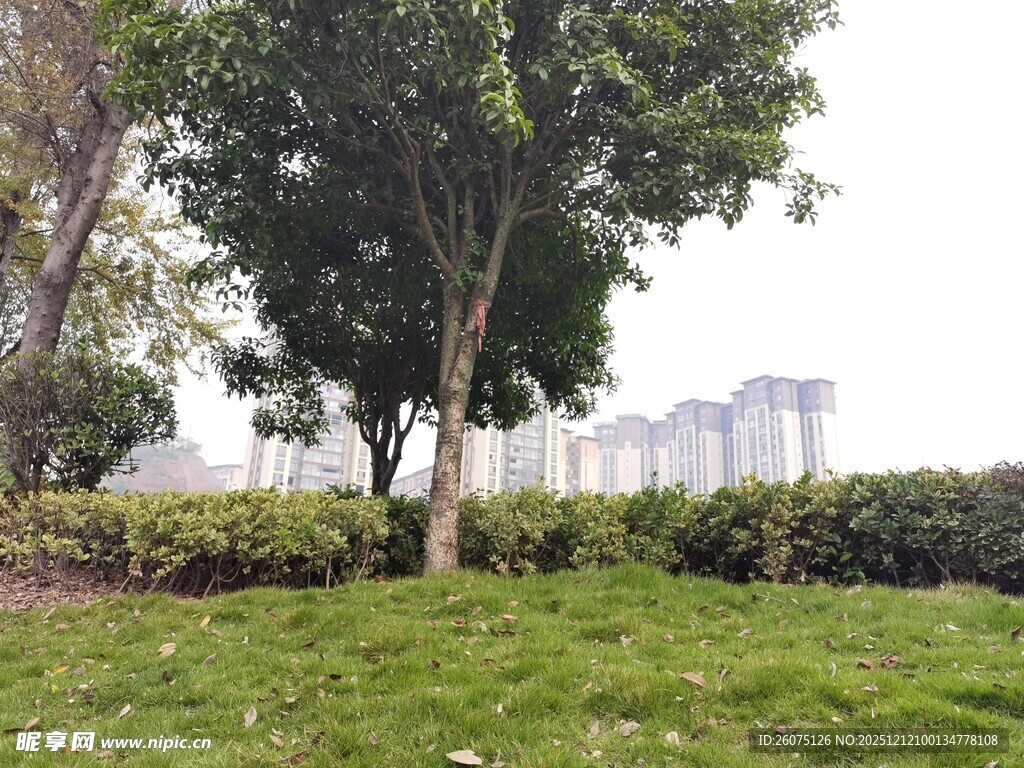 城市公园绿意景致