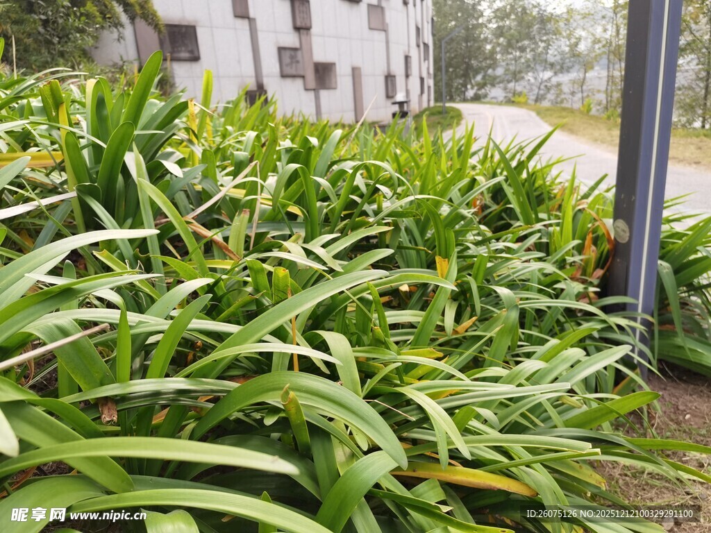 路边葱郁的绿色植物