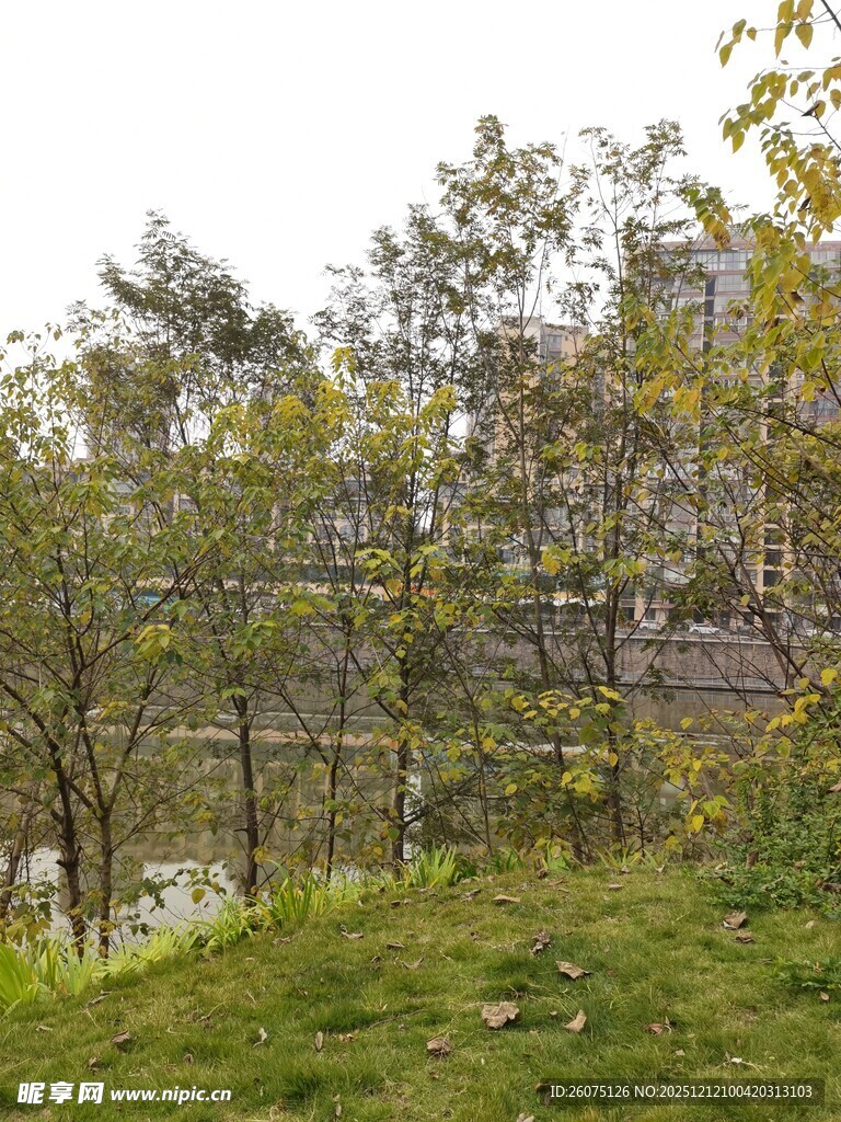 户外绿植与远处建筑景观