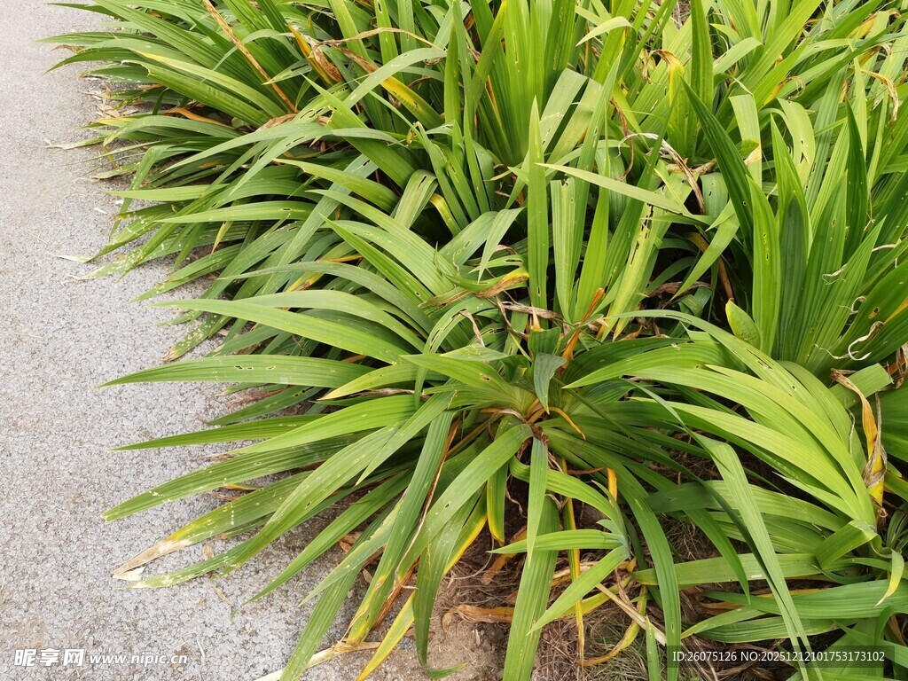 翠绿植物沿路边生长