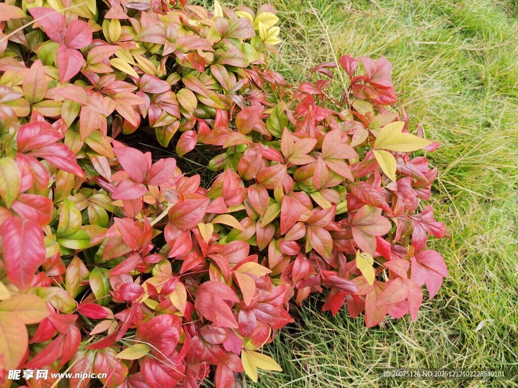 多彩斑斓的变色植物