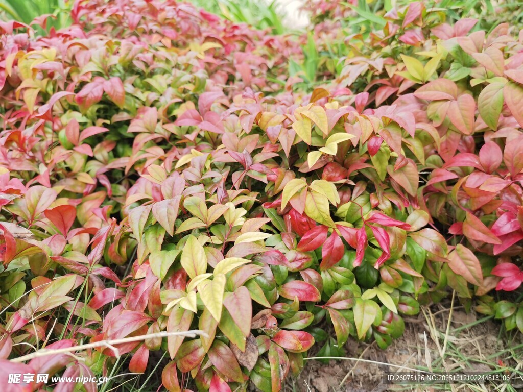 多彩斑斓的红叶植物